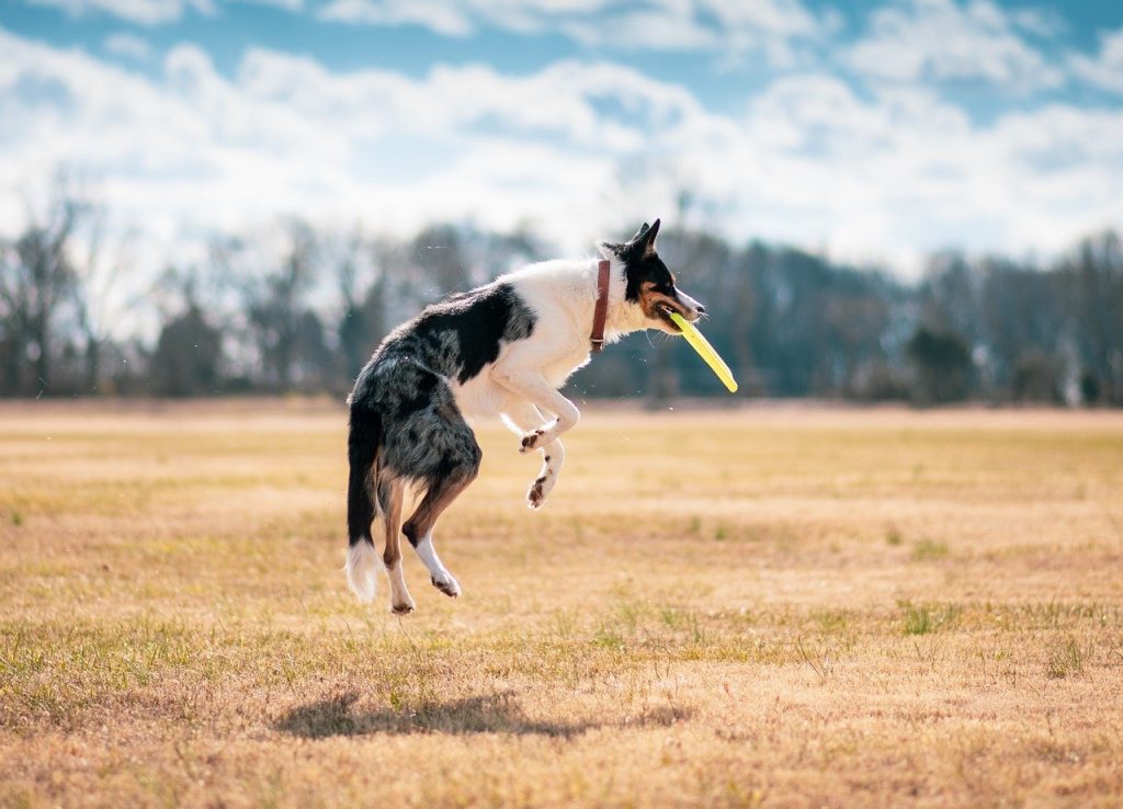 Animal companions image of dog catching frisbee